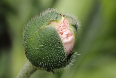 Close-up of pink poppy bud growing outdoors