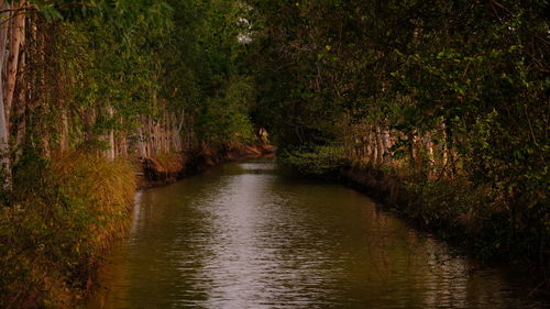 Scenic view of river amidst trees in forest