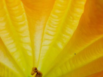 Full frame shot of yellow flower