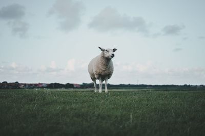 Sheep standing on field