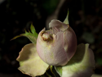 Close-up of flower