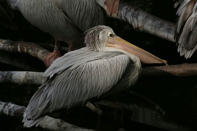 Wet pelicans perching on logs over lake