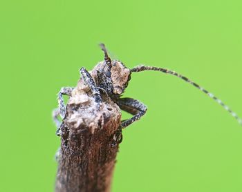 Close-up of insect on tree trunk