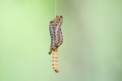 Close-up of butterfly perching on plant