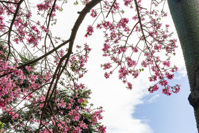 Low angle view of flowering tree against sky