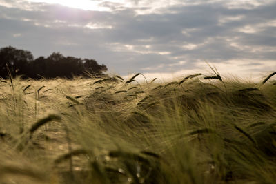 High angle view of stalks in field against cloudy sky