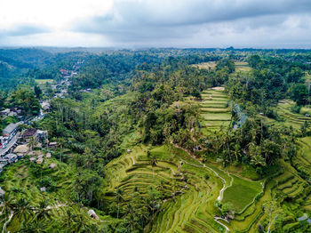 High angle view of rice field against cloudy sky