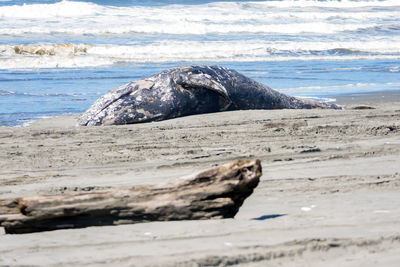 View of animal on beach