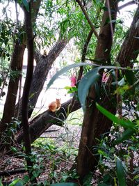 Close-up of cat on tree