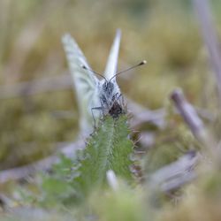 Close-up of butterfly on leaf