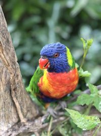 Close-up of parrot perching on branch , arc-en-ciel