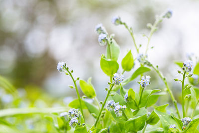 Close-up of white flowering plant