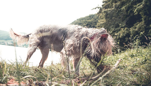 View of dog on field