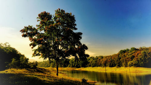 Tree by lake against clear sky