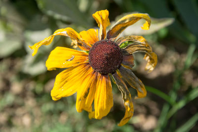 Close-up of wilted yellow flower