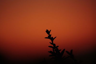 Close-up of silhouette plant against clear sky