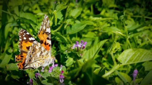 Close-up of butterfly pollinating flower