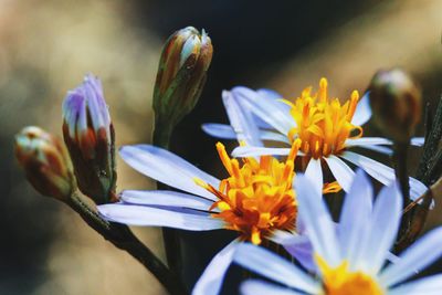 Close-up of purple crocus flowers