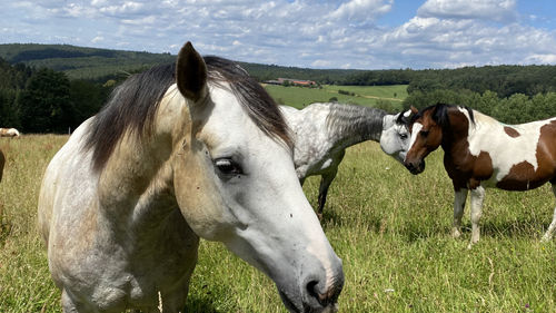 Horses in a field