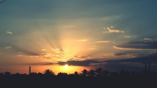 Sun shining through trees