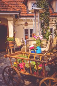 Potted plants in the house