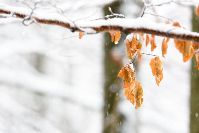 Close-up of frozen tree during winter