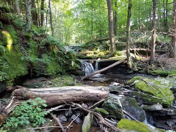 Stream amidst trees in forest