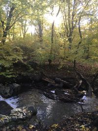 Stream flowing in forest