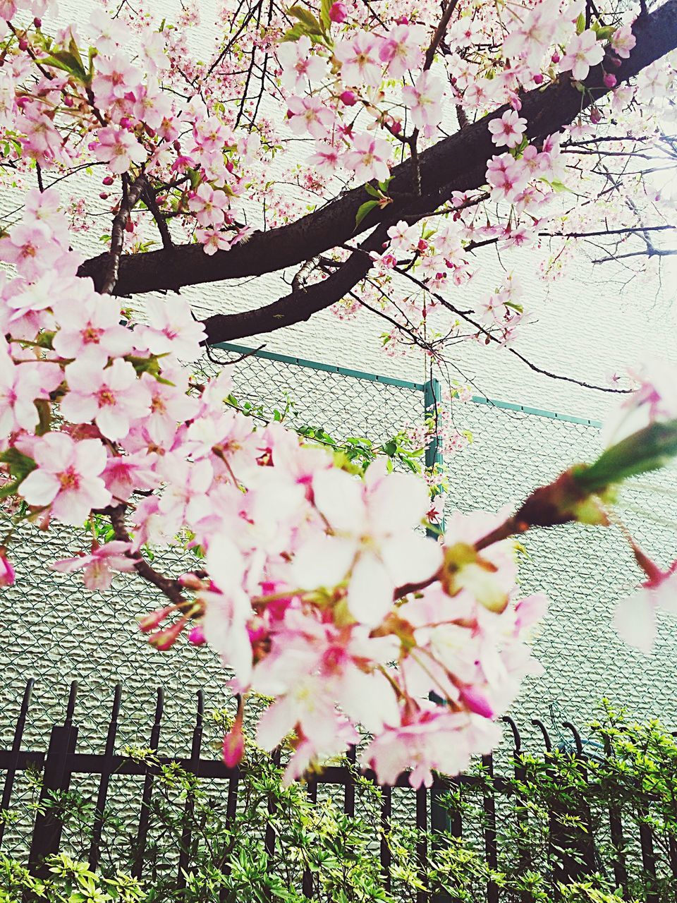 flower, freshness, pink color, growth, branch, tree, fragility, beauty in nature, nature, blossom, petal, in bloom, blooming, pink, leaf, plant, springtime, day, low angle view, botany