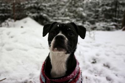 Portrait of dog in snow