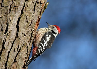 Close-up of bird perching on tree trunk