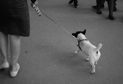 Low section of people with dog on street