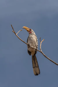Southern yellow-billed hornbill, tockus leucomelas, on a branch, namibia
