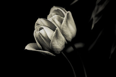 Close-up of rose against black background