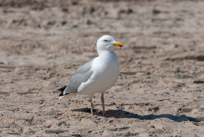 Seagull perching on a sand