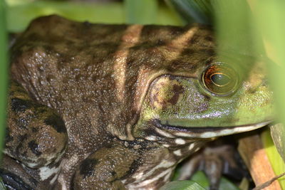 Close-up of turtle