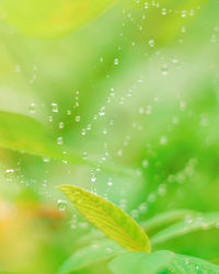 Close-up of wet plant