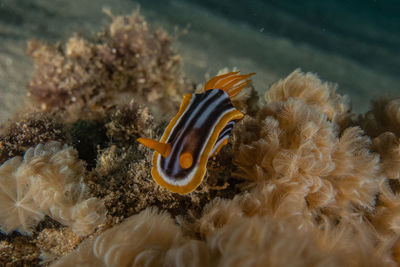 View of coral swimming in sea