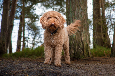 Jasper the ginger cockapoo