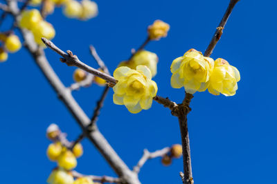 Low angle view of yellow flowers against clear blue sky