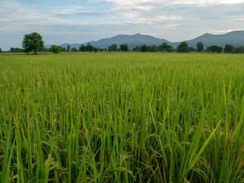 Scenic view of agricultural field against sky