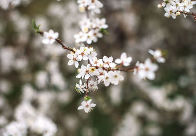 Close-up of white cherry blossom tree