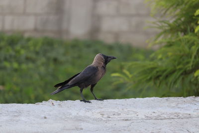 Bird perching on wall