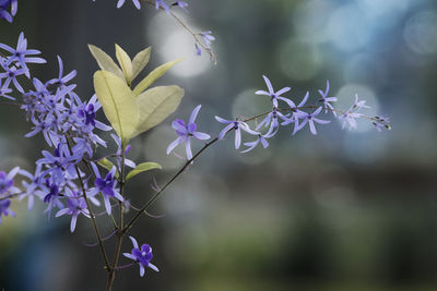 Close-up of purple flowering plant