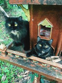 Portrait of black cat sitting on wood