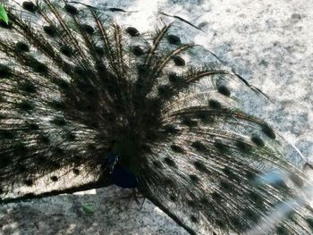 Close-up of peacock