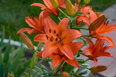 Wide angle view of a newly opened red/yellow lily in the garden