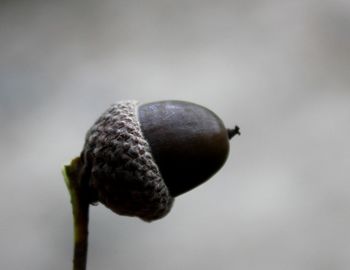 Close-up of plant against blurred background
