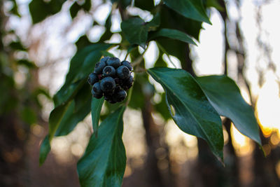 Close-up of blackberries growing on tree