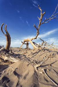 View of driftwood on sand